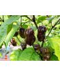 Hot Pepper ‘Naga Death Purple Leaf’ Seeds (Certified Organic)