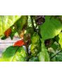 Hot Pepper ‘Naga Death Purple Leaf’ Seeds (Certified Organic)