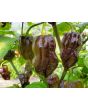 Hot Pepper ‘Naga Death Purple Leaf’ Seeds (Certified Organic)