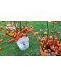 Eggplant 'Pumpkin on a Stick'