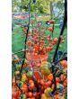 Eggplant 'Pumpkin on a Stick'