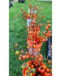 Eggplant 'Pumpkin on a Stick'