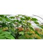 Castor Bean 'Green and Red Mix' Seeds (Certified Organic)