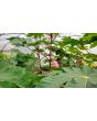 Castor Bean 'Green and Red Mix' Seeds (Certified Organic)