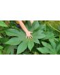 Castor Bean 'Green and Red Mix' Seeds (Certified Organic)
