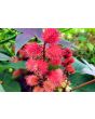 Castor Bean 'Green and Red Mix' Seeds (Certified Organic)