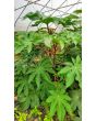 Castor Bean 'Green and Red Mix' Seeds (Certified Organic)