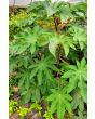 Castor Bean 'Green and Red Mix' Seeds (Certified Organic)