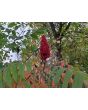 Staghorn Sumac Seeds (Certified Organic)