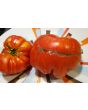 Tomato 'Strawberry Leopard' Seeds (Certified Organic)