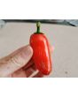 Hot Pepper ‘Orange Spice Jalapeno’ Seeds (Certified Organic)