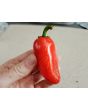 Hot Pepper ‘Orange Spice Jalapeno’ Seeds (Certified Organic)