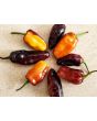 Hot Pepper ‘Pimenta Puma’ Seeds (Certified Organic)