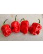 Hot Pepper ‘Bahamian Beast' Seeds (Certified Organic)