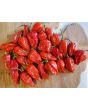 Hot Pepper 'Red Devil's Tongue' 