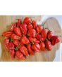 Hot Pepper 'Red Devil's Tongue' 