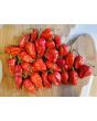 Hot Pepper 'Red Devil's Tongue' 