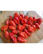 Hot Pepper 'Red Devil's Tongue' 