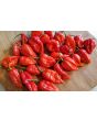 Hot Pepper 'Red Devil's Tongue' 