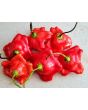 Hot Pepper ‘Balloon’ AKA ‘Bishop’s Crown’