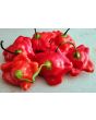 Hot Pepper ‘Balloon’ AKA ‘Bishop’s Crown’