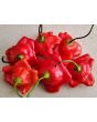 Hot Pepper ‘Balloon’ AKA ‘Bishop’s Crown’