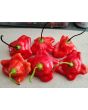 Hot Pepper ‘Balloon’ AKA ‘Bishop’s Crown’