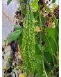 Bitter Melon Seeds (Certified Organic)