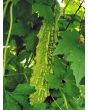 Bitter Melon Seeds (Certified Organic)