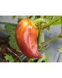 Sweet Pepper ‘Violet Sparkle' Seeds (Certified Organic)