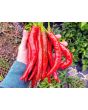 Hot Pepper ‘Goat Horn’ Seeds (Certified Organic)