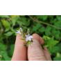 Indian Tobacco AKA Bladderpod Seeds (Certified Organic)