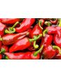 Hot Pepper ‘Espelette’