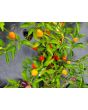 Hot Ornamental Pepper ‘Filius Blue’ Seeds (Certified Organic)