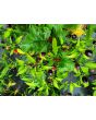 Hot Ornamental Pepper ‘Filius Blue’ Seeds (Certified Organic)