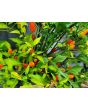 Hot Ornamental Pepper ‘Filius Blue’ Seeds (Certified Organic)