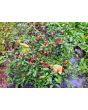 Hot Ornamental Pepper ‘Filius Blue’ Seeds (Certified Organic)