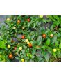 Hot Ornamental Pepper ‘Chinese 5 Color Marble’ Seeds (Certified Organic)