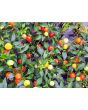 Hot Ornamental Pepper ‘Chinese 5 Color Marble’ Seeds (Certified Organic)