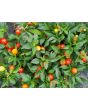 Hot Ornamental Pepper ‘Chinese 5 Color Marble’ Seeds (Certified Organic)
