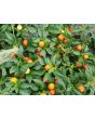 Hot Ornamental Pepper ‘Chinese 5 Color Marble’ Seeds (Certified Organic)