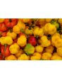 Hot Pepper ‘Yellow Scotch Bonnet’ 