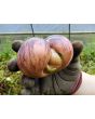 Tomato 'Rebel Starfighter Prime' Seeds (Certified Organic)