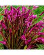 Wheatstraw Celosia ‘Flamingo Feather’