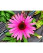 Purple Coneflower