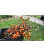 Eggplant 'Pumpkin on a Stick'