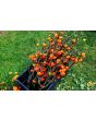 Eggplant 'Pumpkin on a Stick'