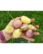 Hot Pepper 'Sugar Rush Cream' Seeds (Certified Organic)