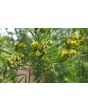 Mexican Marigold AKA Huacatay Peruvian Black Mint Seeds (Certified Organic)