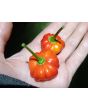 Hot Pepper ‘Brazilian Starfish' Seeds (Certified Organic)